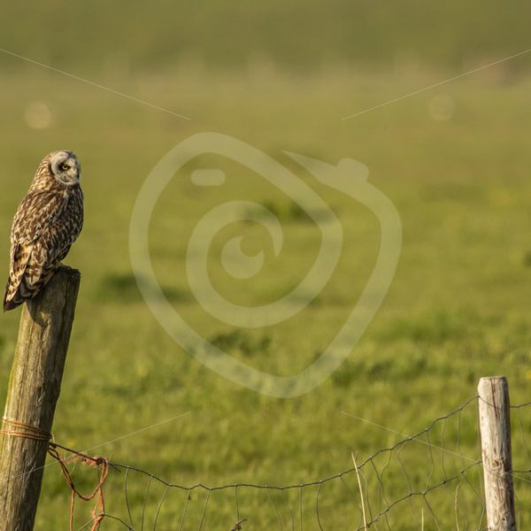 Short-eared owl on a pole overlooking the fields - Nature Stock Photo Agency