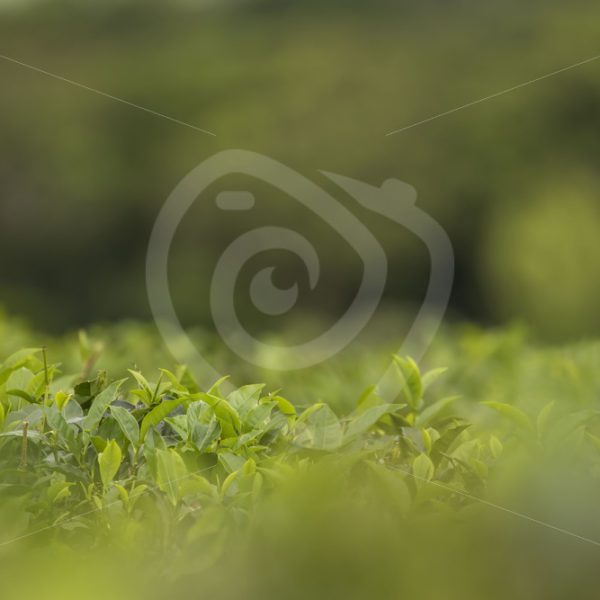 Tea plantation detailed view - Nature Stock Photo Agency