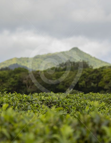 Tea plantation on Mauritius - Nature Stock Photo Agency