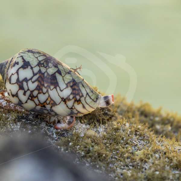 Textile cone on the reef - Nature Stock Photo Agency