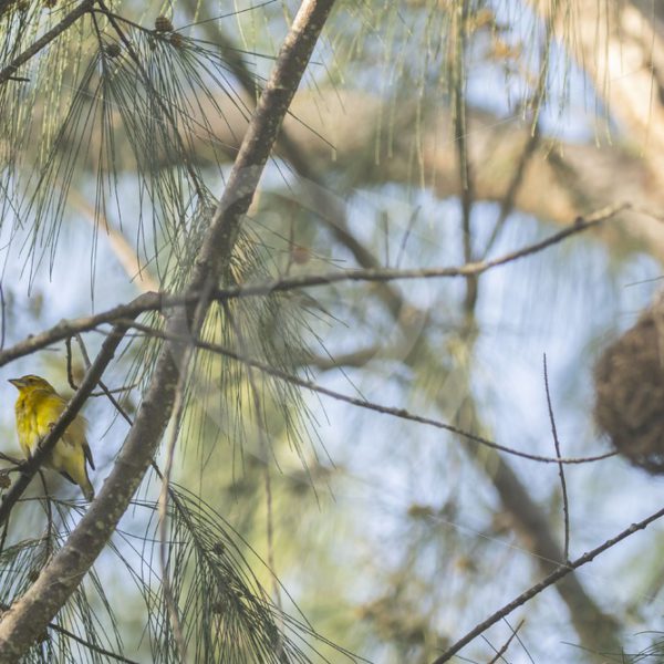 Village weaver with nest in front - Nature Stock Photo Agency