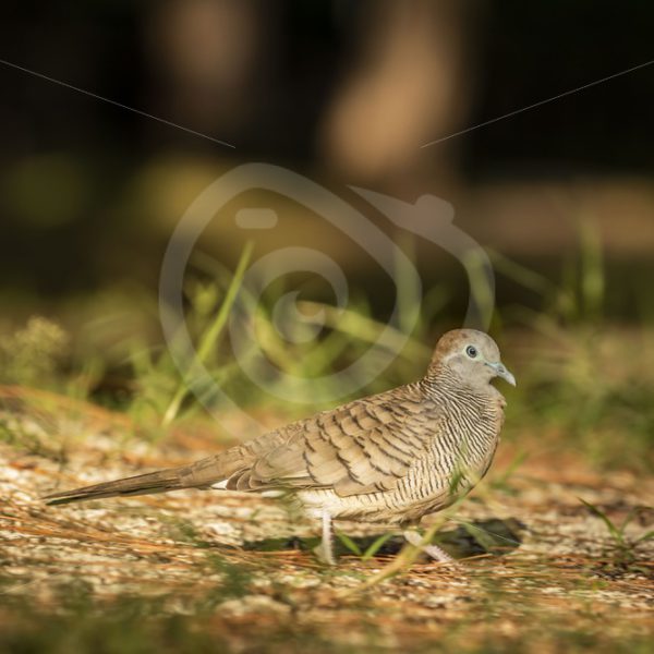 Zebra dove walking the ground near the beach - Nature Stock Photo Agency