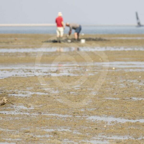 Black-tailed godwit looking with worm catchers - Nature Stock Photo Agency