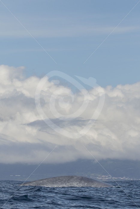 Blue whale diving near Pico shores - Nature Stock Photo Agency