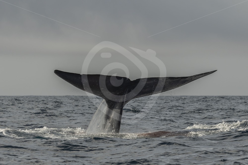 Blue whale fluke with a bunch of stool - Nature Stock Photo Agency