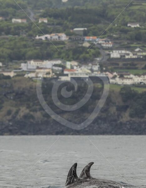 Risso’s dolphins synchronized swimming - Nature Stock Photo Agency