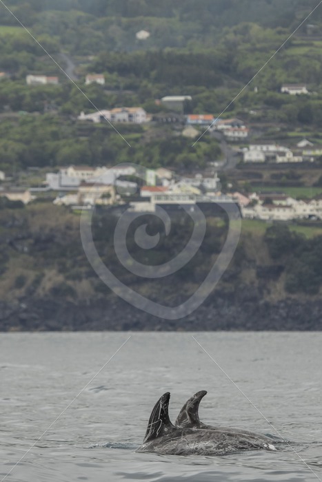 Risso’s dolphins synchronized swimming - Nature Stock Photo Agency
