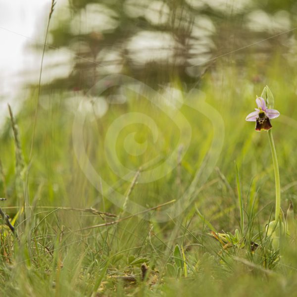 Bee orchid in its environment - Nature Stock Photo Agency