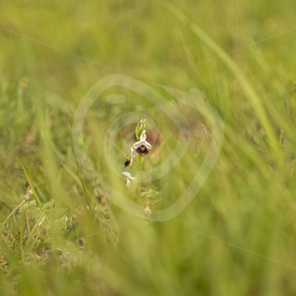 Bee orchid in the field - Nature Stock Photo Agency