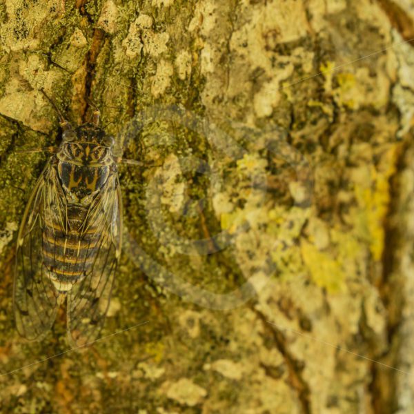 Camouflage cicada on a tree - Nature Stock Photo Agency
