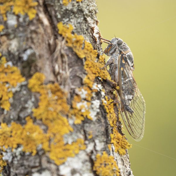Cicada camouflaged on a tree with moss - Nature Stock Photo Agency