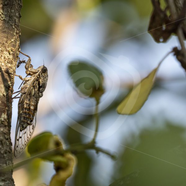 Cicada catching a glimp of sun - Nature Stock Photo Agency