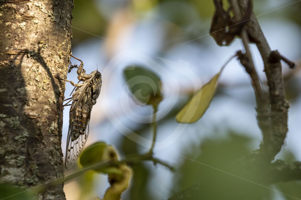 Cicada catching a glimp of sun - Nature Stock Photo Agency