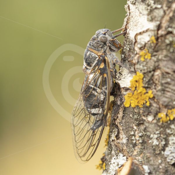 Cicada close-up - Nature Stock Photo Agency