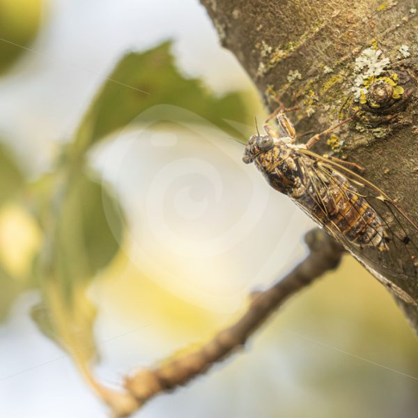 Cicada hanging in a tree - Nature Stock Photo Agency