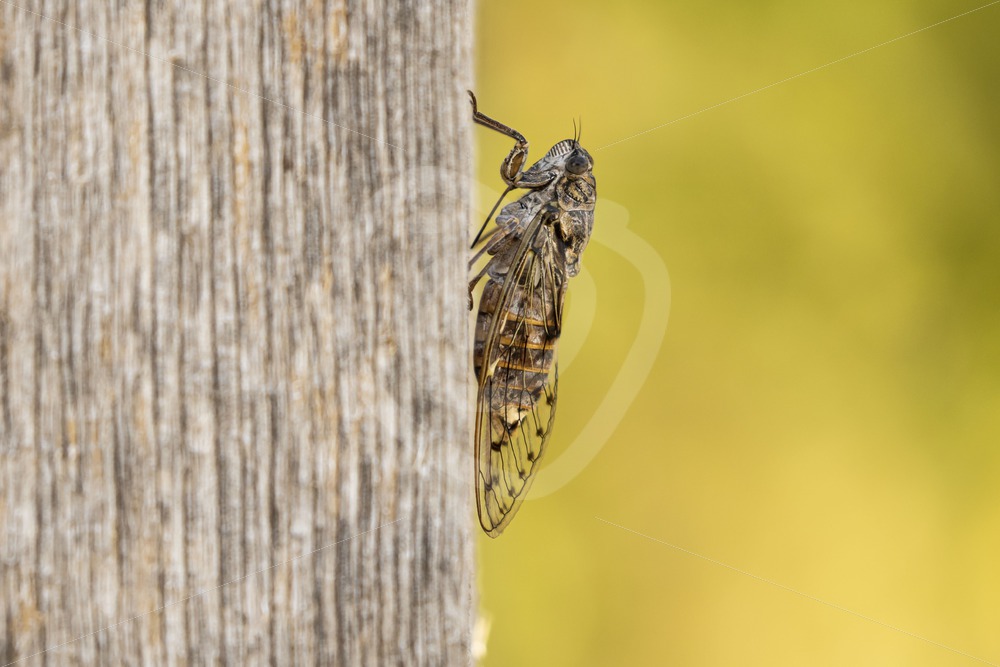 Cicada hanging on a wooden pole - Nature Stock Photo Agency