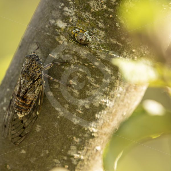 Cicada hidden in a tree - Nature Stock Photo Agency