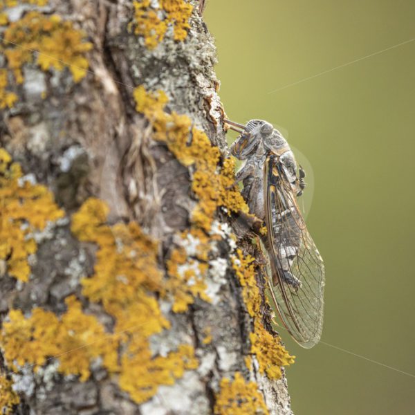 Cicada in a tree trunk - Nature Stock Photo Agency