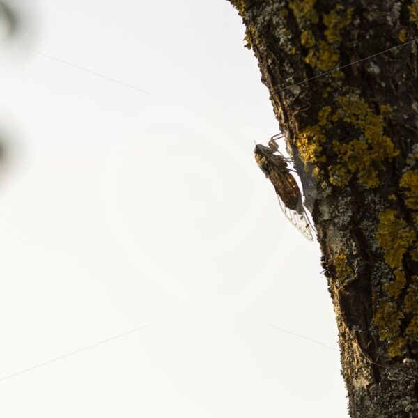 Cicada in nightfall during the summer in the South of France - Nature Stock Photo Agency