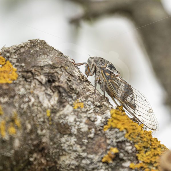 Cicada on a tree branch - Nature Stock Photo Agency