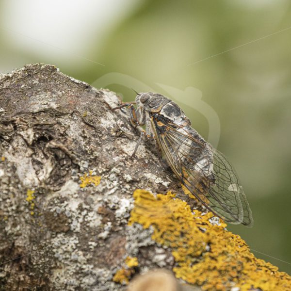 Cicada on a tree branch - Nature Stock Photo Agency
