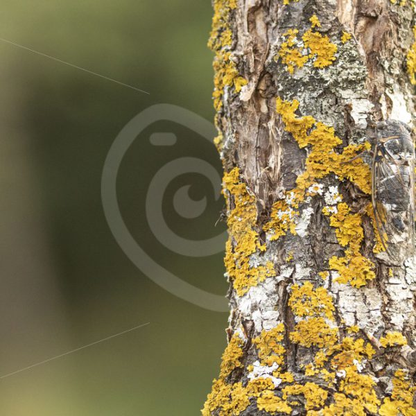 Cicada on a trunk with moss - Nature Stock Photo Agency