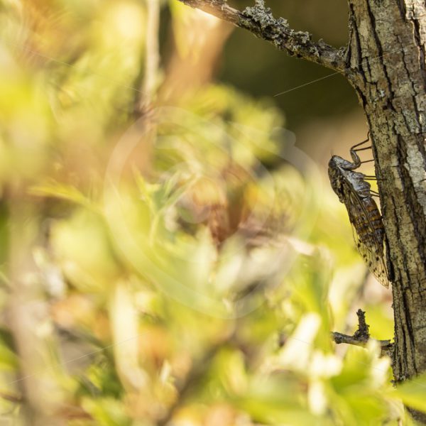 Cicada on tree bark - Nature Stock Photo Agency