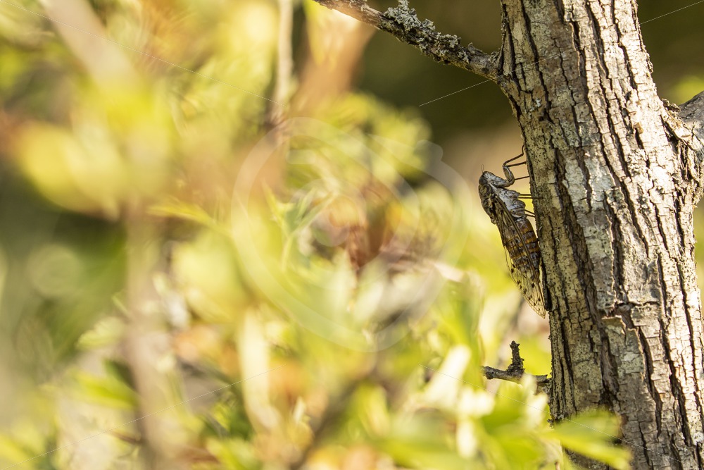 Cicada on tree bark - Nature Stock Photo Agency
