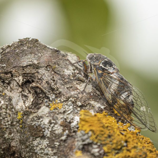 Cicada sitting on a branch - Nature Stock Photo Agency