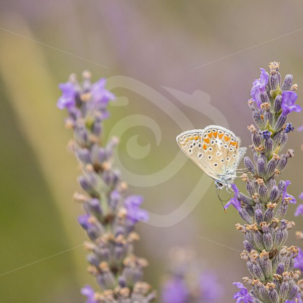 Common blue enjoying lavender - Nature Stock Photo Agency