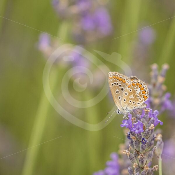 Common blue on lavender - Nature Stock Photo Agency