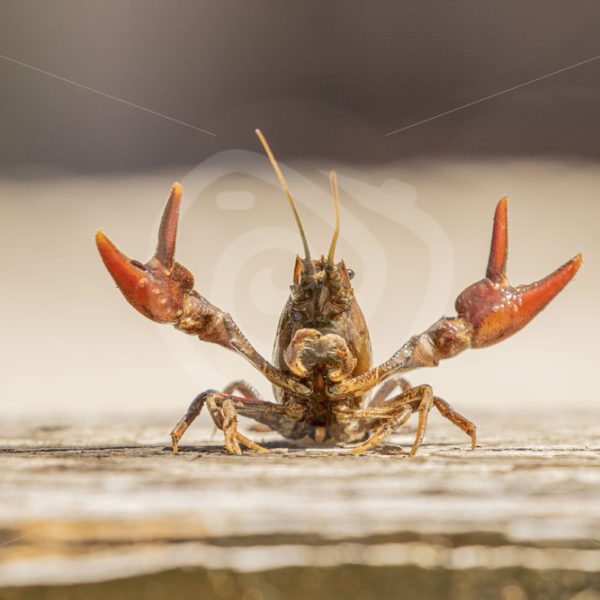 Crayfish showing its scissors - Nature Stock Photo Agency