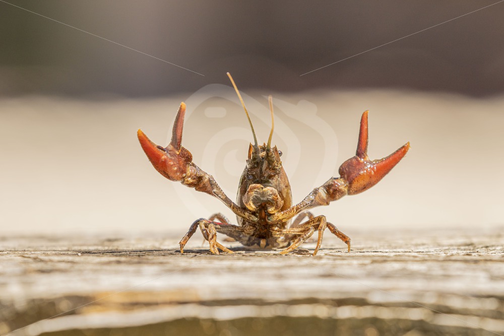 Crayfish showing its scissors - Nature Stock Photo Agency