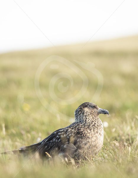 Great skua in the meadows - Nature Stock Photo Agency
