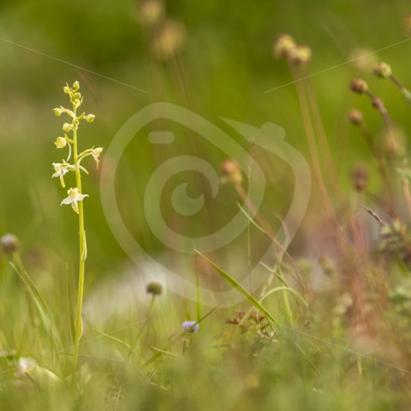 Greater butterfly-orchid in a meadow scene - Nature Stock Photo Agency