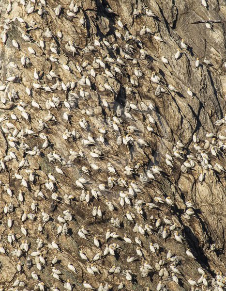 Hermaness cliffs full of gannets - Nature Stock Photo Agency