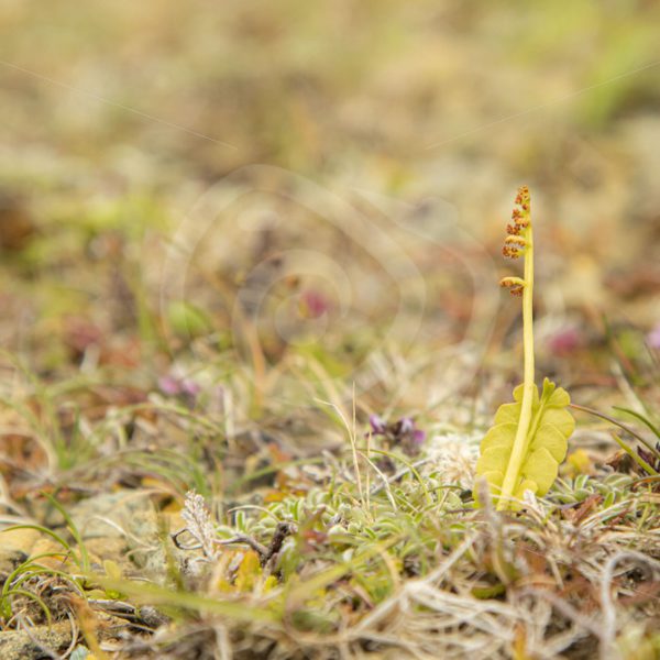 Juvenile moonwort on Shetland hills - Nature Stock Photo Agency