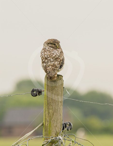 Little owl sitting on a meadow pole - Nature Stock Photo Agency