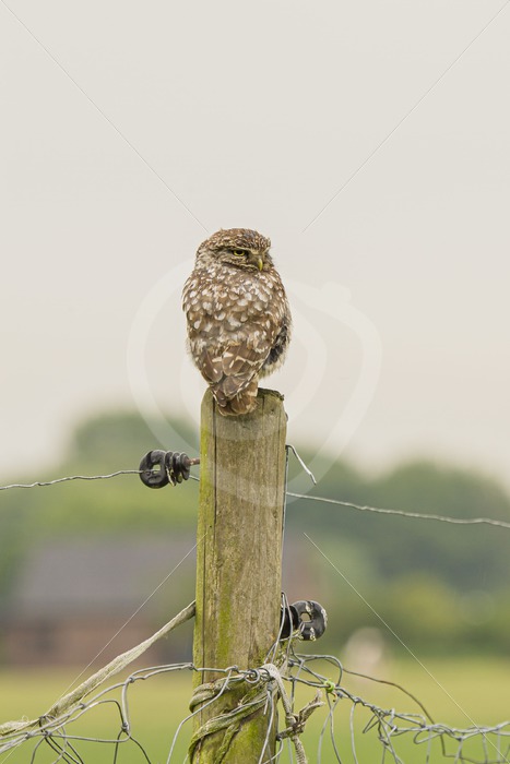 Little owl sitting on a meadow pole - Nature Stock Photo Agency