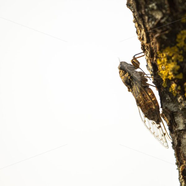 Manna cicada in the light on a tree branch - Nature Stock Photo Agency