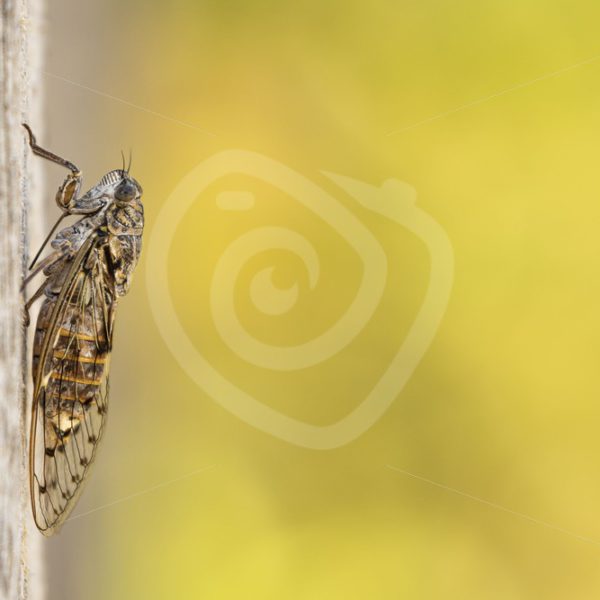 Manna cicada on a wooden plank - Nature Stock Photo Agency