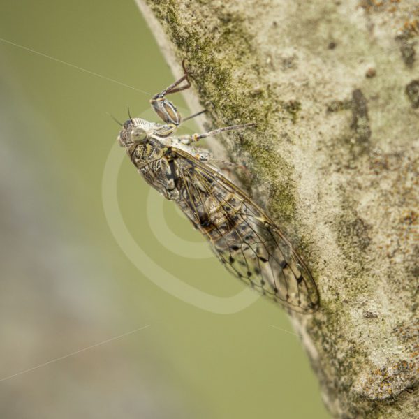 Manna cicada vertical on a tree - Nature Stock Photo Agency
