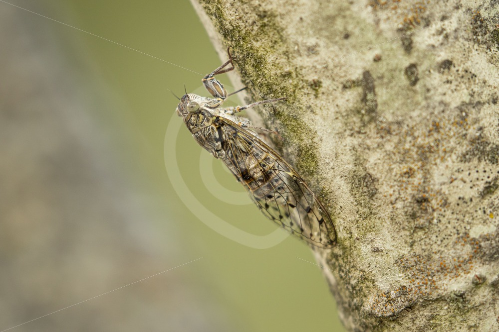 Manna cicada vertical on a tree - Nature Stock Photo Agency Manna cicada vertical on a tree - Nature Stock Photo Agency