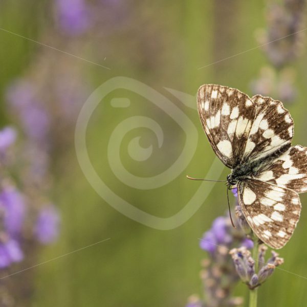 Marbled white butterfly on lavender - Nature Stock Photo Agency