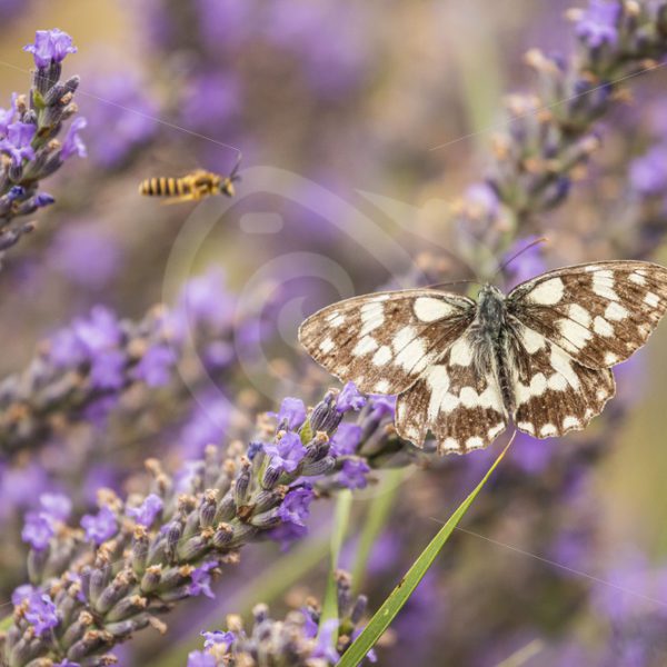 Marbled white on some lavender - Nature Stock Photo Agency