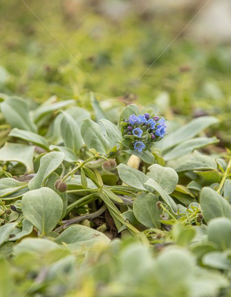 Oyster plant on the Shetland shore - Nature Stock Photo Agency