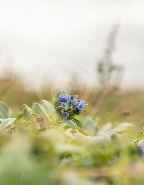 Oysterplant close up - Nature Stock Photo Agency