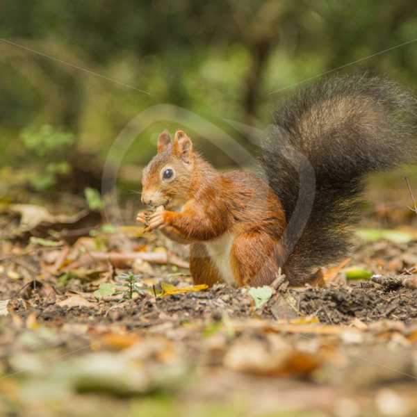 Red squirrel eating some seeds - Nature Stock Photo Agency