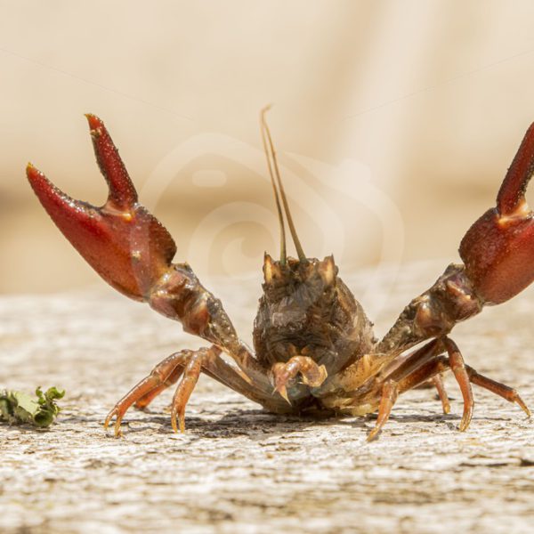Red swamp crayfish posing with lifted scissors - Nature Stock Photo Agency