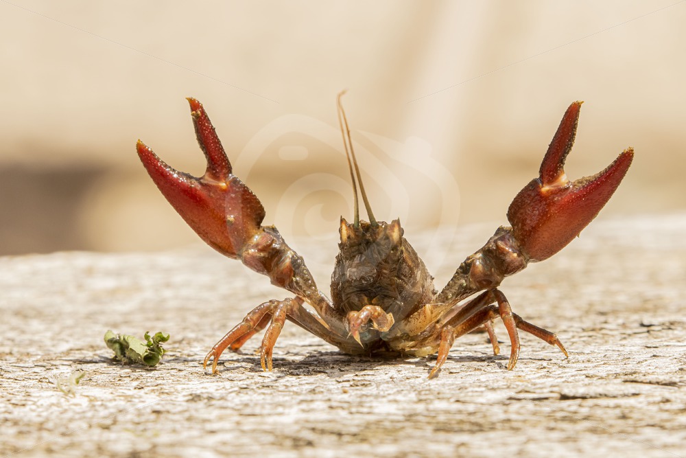 Red swamp crayfish posing with lifted scissors - Nature Stock Photo Agency